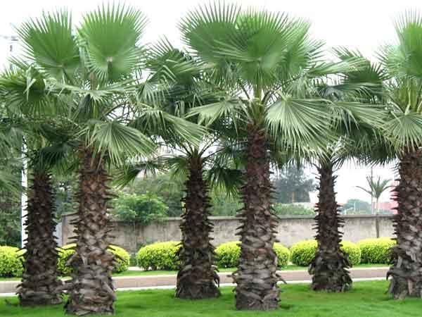 高桿蒲葵,綠化苗木,園林綠化工程適用,價格優(yōu)惠圖片_2