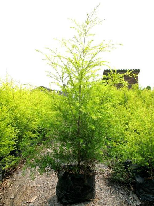 成都大量批發(fā)各規(guī)格千層金及其他苗木品種,價格優(yōu)惠,品種齊全