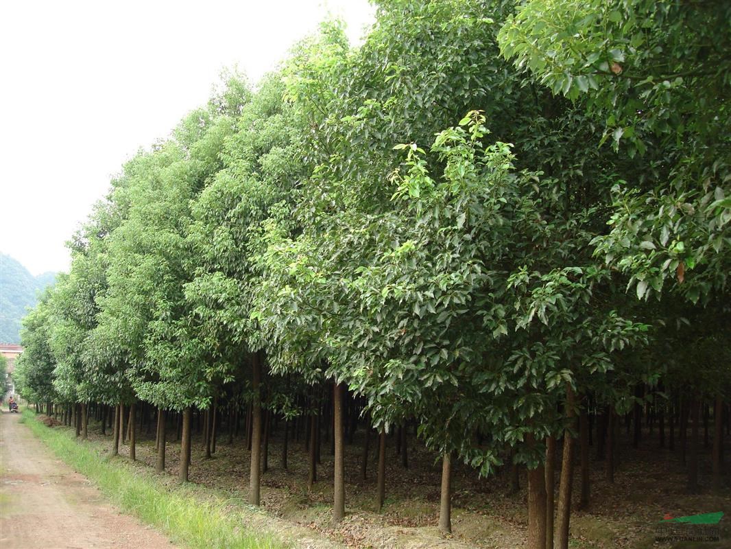 接桿的香樟樹價格報價參考 香樟苗木價格更新_接桿的香樟樹價格報價參考 香樟苗木價格更新圖片_南京小汪苗圃場_中國園林網(wǎng)