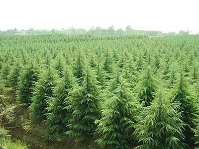 荊門(mén)花卉苗木綠化苗木