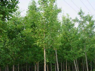 【15公分銀杏樹多少錢-湖南銀杏樹多少錢-云開苗木圖片】15公分銀杏樹多少錢-湖南銀杏樹多少錢-云開苗木圖片大全