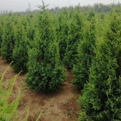 蜀檜價格檜柏球產地塔柏批發直銷綠化苗木河南檜北京檜