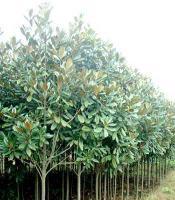 各類規格的籽播直生廣玉蘭[供應]_綠化苗木_世界工廠網中國產品信息庫