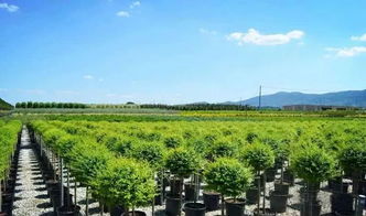 2019年苗圃升級蓄勢待發(fā),苗木品種化是核心