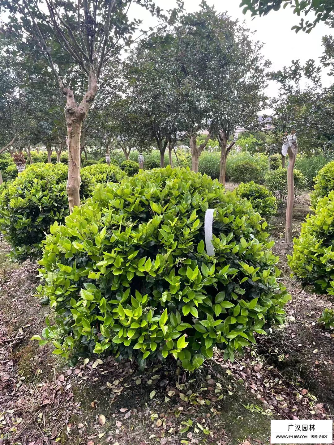 沭陽金森女貞球-供應(yīng)信息-綠化苗木_苗木批發(fā)_沭陽縣廣漢園林苗木場