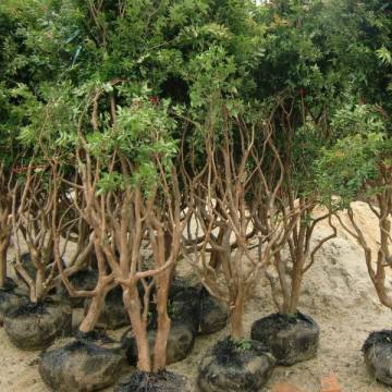 【常德安鄉臺灣樹葡萄怎么種圖片常德安鄉臺灣樹葡萄怎么種】平和縣益達紅苗木專業合作社 - 產品庫