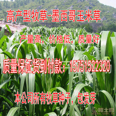 【牧草種子批發(fā)菊苣種子廠家直銷量大優(yōu)惠高丹草包發(fā)芽】沭陽學(xué)浩苗木場(chǎng) - 產(chǎn)品庫(kù)
