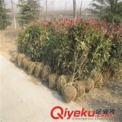 苗圃特價大量供應綠化小苗 紅葉石楠 50-80高1.1元 量大從優-沭陽國祥苗木園藝場提供苗圃特價大量供應綠化小苗 紅葉石楠 50-80高1.1元 量大從優的相關介紹、產品、服務、圖片、價格沭陽國祥苗木園藝場、綠化苗木;食用果樹;月季花卉;室內盆栽;綠化種子