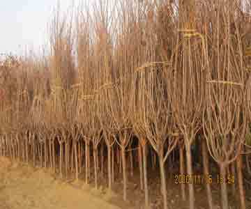 苗木產品|黎昌園林綠化工程