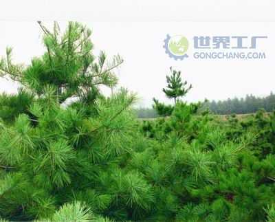 主營產品_西安市綠地白皮松苗木繁育基地