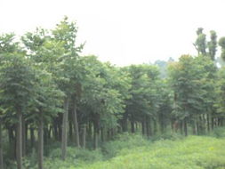 湖南欒樹供應 30公分精品欒樹