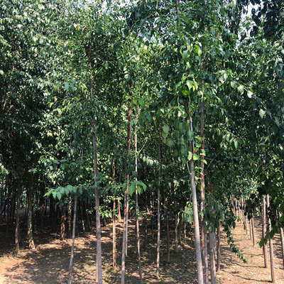 德承苗木 彩葉絲棉木 樹苗 成樹 園林綠化苗木價格 嫁接絲棉木 樹苗 面議圖片_高清圖_細節圖