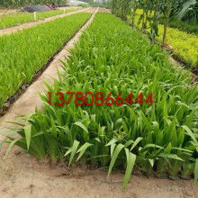 青州市曉敏花卉苗木專業合作社