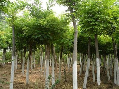 山東優質速生國槐供應商:速生國槐苗價格-山東省萊蕪市田生苗木專業合作社提供山東優質速生國槐供應商:速生國槐苗價格的相關介紹、產品、服務、圖片、價格12公分速生法桐樹、泰安櫻花樹小苗、速生法桐樹基地、雪松小苗價格、龍柱碧桃苗批發、山東造型國槐樹、