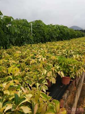 【漳州興輝園藝場盆栽花葉鵝掌柴基地種植】綠化苗木,價格,廠家,供應商,花木,龍海市東泗興輝園藝場 - 產品庫