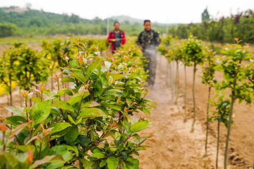 經(jīng)濟 河北遵化 培育景觀苗木助增收