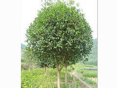 廣西苗木供應(yīng)上哪買好:園林苗木價位圖片|廣西苗木供應(yīng)上哪買好:園林苗木價位產(chǎn)品圖片由廣西融通四海貿(mào)易公司生產(chǎn)提供-