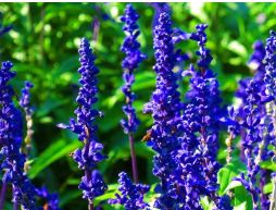 濰坊信譽好的鼠尾草供應商推薦 安徽鼠尾草價格