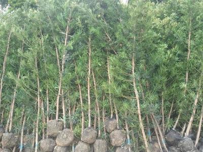 普寧羅漢松產(chǎn)地\廣東羅漢松--廣潔苗木場