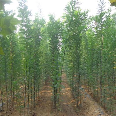 優(yōu)質(zhì)國槐 國槐小苗 國槐價格 綠化苗木國槐 國槐樹苗 綠化國槐圖片_高清圖_細節(jié)圖-博野縣盛祎苗圃場