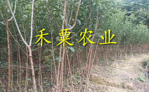 【云南曲靖特價李子苗供應(yīng)商__優(yōu)質(zhì)李子樹苗種植技術(shù)。】- 