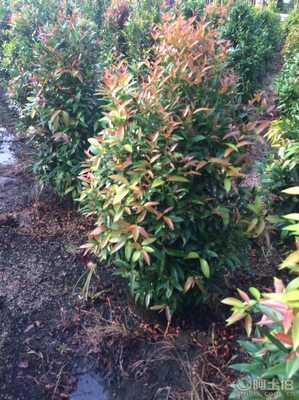 【江西綠化苗木袋苗紅車、農(nóng)戶種植】綠化苗木,價格,廠家,供應(yīng)商,花木,龍海市東泗興輝園藝場 - 產(chǎn)品庫