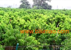 河北苗木基地直銷 嘯林苗木sell 河北苗木 河北苗木基,河北苗木基地直銷 嘯林苗木sell 河北苗木 河北苗木基生產廠家,河北苗木基地直銷 嘯林苗木sell 河北苗木 河北苗木基價格