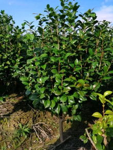 恭喜寧波陽光苗木園入駐苗木通平臺 致力于精品苗木種植