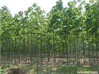 找上海苗木-上海苗木批發-上海苗木價格-上海苗木基地的上海紅葉李苗木供應-上海紅葉李苗木供應、上海紅葉李苗木供應價格、上海紅葉李苗木供應網價格、圖片、詳情,上一比多_一比多產品庫