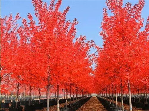 2019紅點紅楓報價 紅點紅楓 金楓綠化