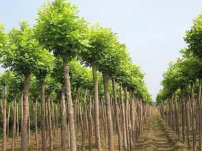 如何提升競(jìng)爭(zhēng)力,打開苗木市場(chǎng)