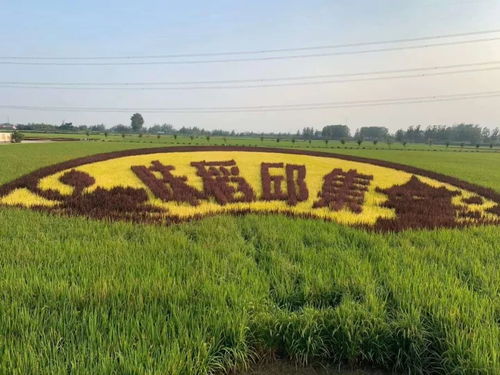 產(chǎn)值超億元 睢寧這個(gè)村被國(guó)家點(diǎn)名表?yè)P(yáng)鳳凰網(wǎng)江蘇 鳳凰網(wǎng)