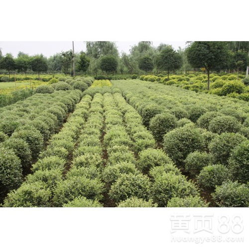 【成都千蜀園林花葉女貞彩葉植物苗木供應(yīng)】- 