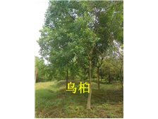 雨陽苗木基地 樸樹 產品展示