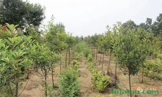 苗木行業(yè)大勢(shì)已定,經(jīng)營(yíng)看這里