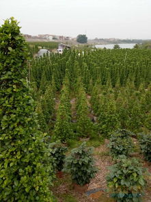 濰坊綠化苗木 品牌 濰坊綠化苗木 采購 圖片 批發