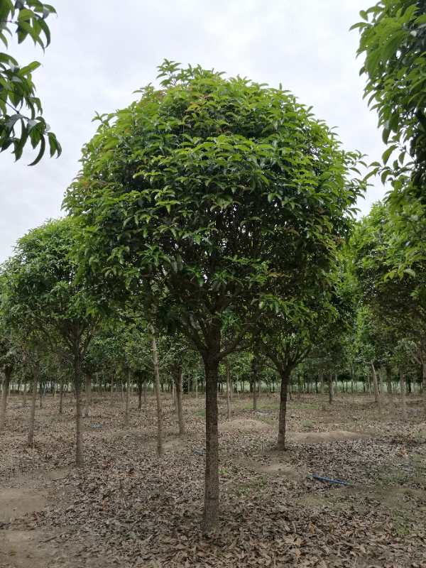 【八月桂種植基地批發價出售】- 