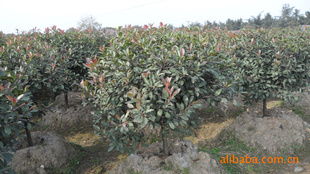 湖南宏盛苗圃大量供應100 120公分紅葉石楠供應商 湖南宏盛苗圃大量供應100 120公分紅葉石楠供應商 湖南長沙宏盛苗圃盡在農苗網