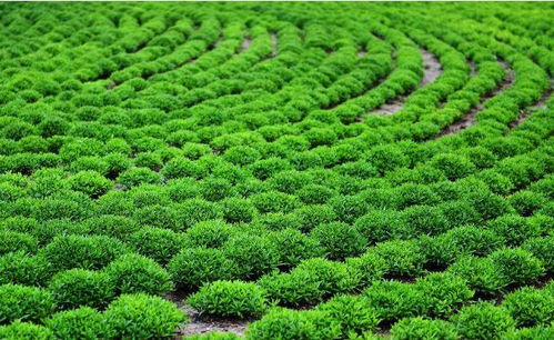 回鄉(xiāng)發(fā)展苗木產(chǎn)業(yè),他用三年實(shí)現(xiàn)500萬效益