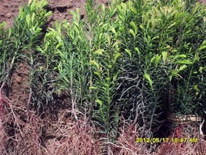 苗圃優(yōu)質(zhì)紅豆杉苗木3年生的籽苗