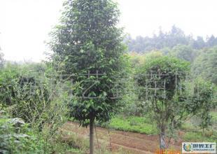 湖南長年低價(jià)出售樂昌含笑苗木 樂昌含笑苗木_農(nóng)副產(chǎn)品_世界工廠網(wǎng)中國產(chǎn)品信息庫