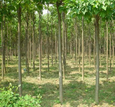 楸樹_苗木產(chǎn)品圖片