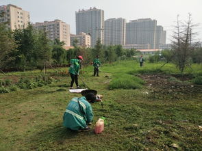 圖片簡(jiǎn)訊 園林局督導(dǎo)養(yǎng)護(hù)公司對(duì)城區(qū)綠籬進(jìn)行修剪并對(duì)苗圃內(nèi)雜草進(jìn)行清理