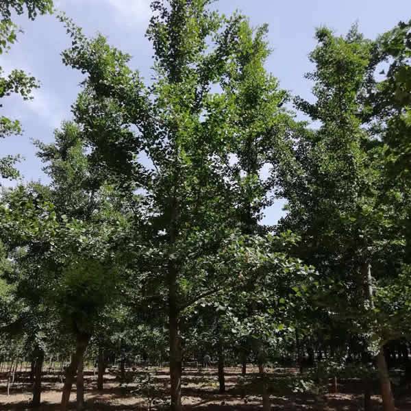 【12cm白果樹(shù)苗木價(jià)格 8cm白果樹(shù)苗木基地 霖松苗木圖片】12cm白果樹(shù)苗木價(jià)格 8cm白果樹(shù)苗木基地 霖松苗木 - 邳州市霖松苗木種植專(zhuān)業(yè)合作社