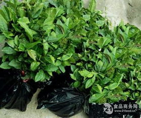 茶苗批發(fā) 信陽(yáng)毛尖茶苗 茶葉苗 綠化苗木價(jià)格,產(chǎn)品報(bào)價(jià)