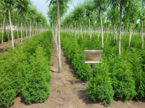 這7點(diǎn),幫你看準(zhǔn)苗木行業(yè)新形勢(shì)