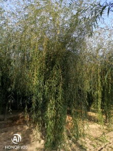 恭喜鴻運(yùn)園林苗木基地入駐苗木通平臺(tái) 專(zhuān)注于精品苗木