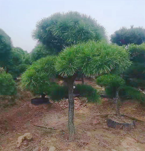 沭陽(yáng)蘇沙花卉 種苗不做 減法 ,做什么