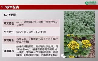 綠城集團(tuán)園林軟景苗木圖譜,非常全面,值得借鑒 收藏