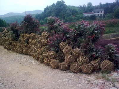 紅花繼木-紅花繼木產(chǎn)品圖片-紅花繼木價(jià)格信息|湖南省益陽(yáng)市永隆苗木基地供應(yīng)商|湖南花木網(wǎng)提供